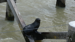 Arctocephalus forsteri
