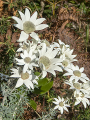 Actinotus helianthi
