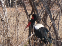 Ephippiorhynchus senegalensis