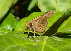 Hesperiidae