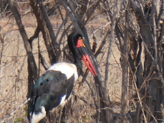 Ephippiorhynchus senegalensis