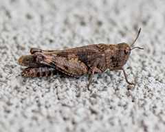 Encoptolophus costalis