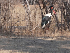 Ephippiorhynchus senegalensis