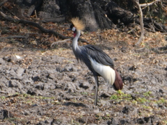 Balearica regulorum