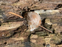 Reticularia splendens