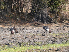 Balearica regulorum