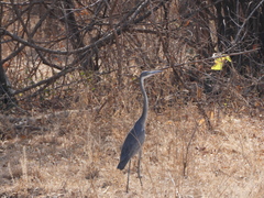 Ardea melanocephala