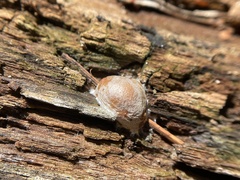 Reticularia splendens