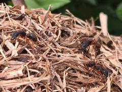 Camponotus rufipes