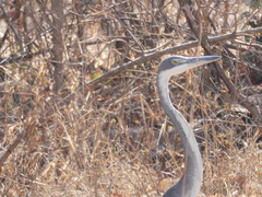 Ardea melanocephala