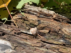 Reticularia splendens