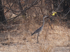 Ardea melanocephala