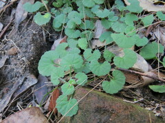 Viola perreniformis