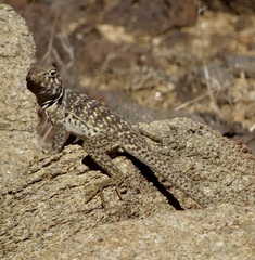 Crotaphytus bicinctores