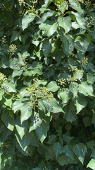 Hedera canariensis