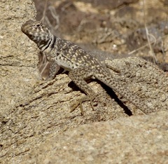 Crotaphytus bicinctores