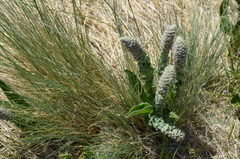 Veronica plantaginea