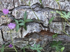 Sidalcea