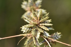 Cyperus elegans