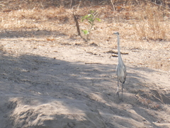 Ardea melanocephala
