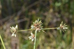 Cyperus elegans