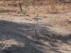 Ardea melanocephala