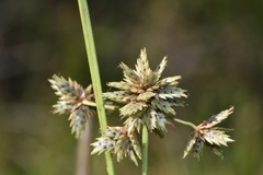 Cyperus elegans