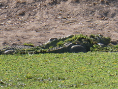 Crocodylus niloticus