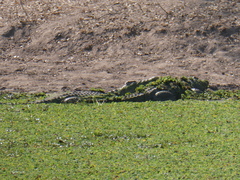 Crocodylus niloticus