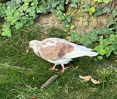 Columba livia domestica