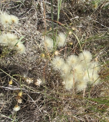 Heterotheca canescens