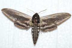 Sphinx drupiferarum