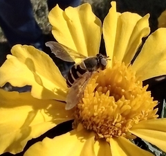 Syrphini