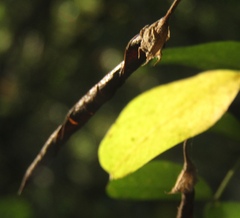 Caragana boisii