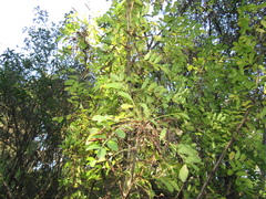 Caragana boisii