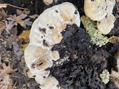 Pseudoinonotus