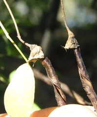 Caragana boisii
