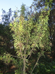 Caragana boisii