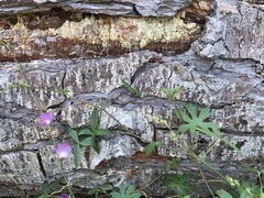 Sidalcea