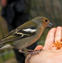 Fringilla coelebs maderensis