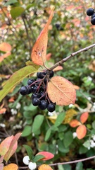 Aronia mitschurinii