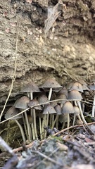 Coprinellus micaceus