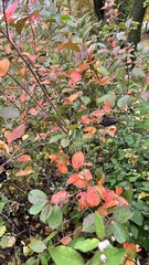Aronia mitschurinii