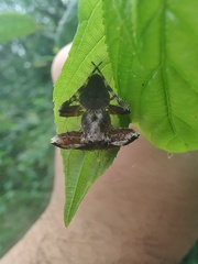 Eriophora
