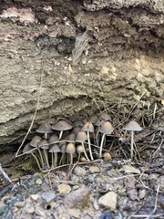 Coprinellus micaceus