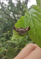 Eriophora