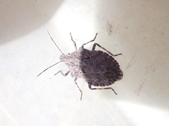 Brochymena