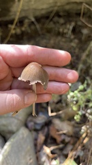 Coprinellus micaceus