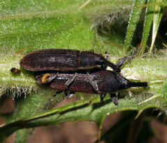 Lixus scolopax