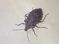Brochymena